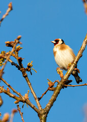 Fototapeta premium European Goldfinch (Carduelis carduelis) - Found across Europe, Asia & North Africa