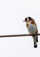 European Goldfinch (Carduelis carduelis) - Found across Europe, Asia & North Africa
