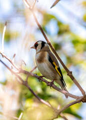 European Goldfinch (Carduelis carduelis) - Found across Europe, Asia & North Africa