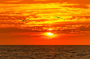Birds Flying Together Silhouette Soaring Hope Sunlight Sunrise Above Ocean