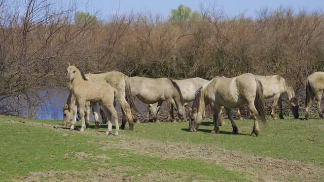 Herd of wild horses with a foal grazing in a meadow, with a pond and bushes in the background, Slow motion. Wild Konik or Polish primitive horse