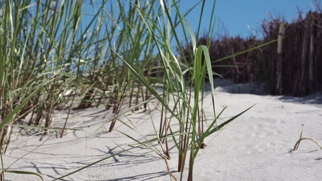 Baltic Sea Beach with Seagrass and Wind - Ground View