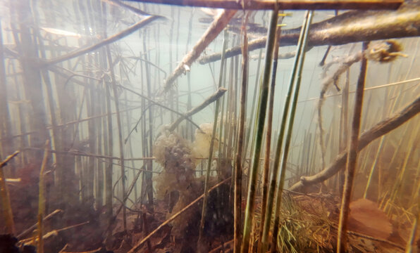 Unterwasseraufnahme von einem See mit Pflanzen und Froschlaich