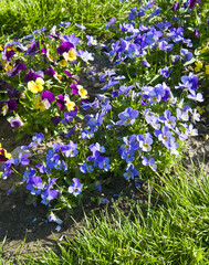 Field of colorful pansies with white yellow and violet pansy flowers on flowerbed . - 787276033