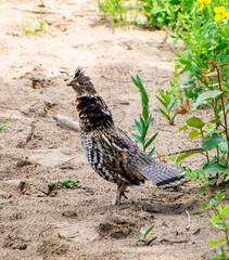 Ruffed grouse on the ground