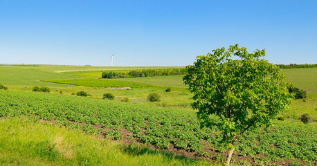 Fototapeta na wymiar Green potato field and blue sky. Wide photo.