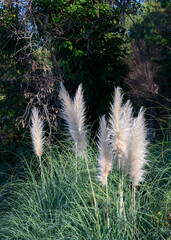 Reed feathers in the rainforest