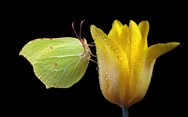 bright yellow butterfly on a yellow tulip flower in drops of dew. butterfly on tulip isolated on black. brimstones butterfly  - 787278496