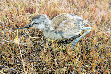 The chick of Avocet (Recurvirostra avosetta) was hiding on the shore of a salt lake among salt...