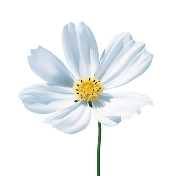 White flower on transparent background, ultra-realistic flower photography