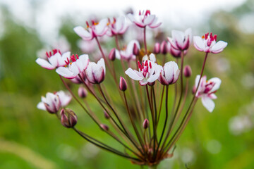 Rush flower (Butomus umbellatus) on the northern river marches. Food plant, honey plant