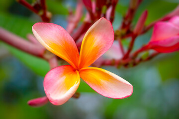 Beautiful frangipani flowers in the morning in Bedugul Bali