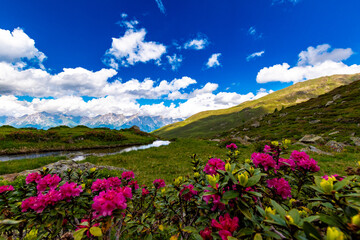 Alpine Elegance: Pink Alpine Roses in the Foreground with Mountain Stream (Austria)