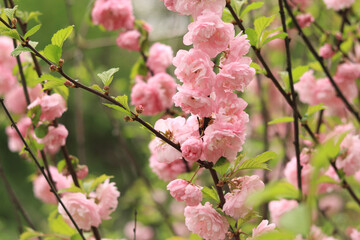 Prunus triloba Plena. Beautiful pink flowers on a bush branch close-up. Flowers with selective...