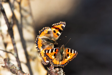 Boudoir photography (Love Story). Two Lesser tortoiseshell (Vanessa urticae) arranged mating dance at the birch syrup feeding site. Artistic photography
