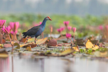Purple Swamphen(Purple Gallinue) water bird in wetland - Powered by Adobe