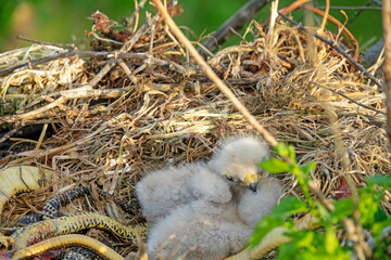Long-legged buzzard (Buteo rufinus) nestlings are 5 days old, elder's eyes are open. Parents brought Balkan snake (Coluber jugularis) as food, feed chicks by tearing off small pieces of snake muscles - obrazy, fototapety, plakaty