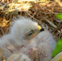 Long-legged buzzard (Buteo rufinus) nestlings are 5 days old, elder's eyes are open. White chicks in the first downy plumage, they don 't hold heads well, sleep a lot. - obrazy, fototapety, plakaty