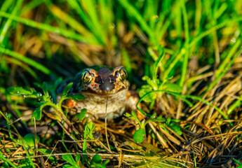 Batrachology. Common spadefoot (Pelobates vespertinus Pallas) ammocolous amphibian. The valley of the Don River in the middle reaches, a grassy meadow on sandy soil (the base of the dune)