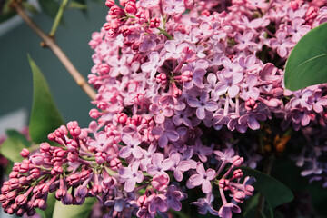 beautiful fresh garden lilac flowers 