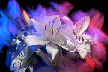 Fresh flowers in color lights. Beautiful lily flowers