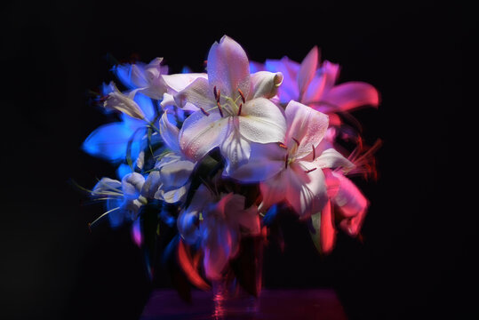flowers in color lights. Beautiful lily flowers still life