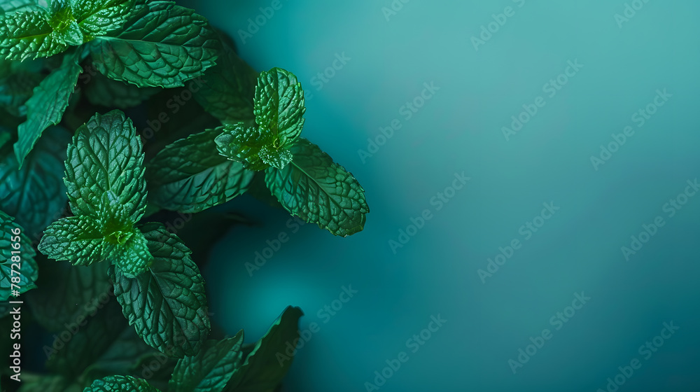 Poster mint leaf fresh mint on colored background mint leaves isolated top view with copy space : generativ