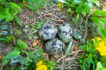 Common Tern (Sterna hirundo) nest, unusually colored eggs, sea meadow of island in eastern part of Gulf of Finland. Mixed land colony of gulls and terns. - obrazy, fototapety, plakaty