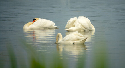 Two male Mute swans (Cygnus olor) in a threatening pose. Males patrol the border of the territory...