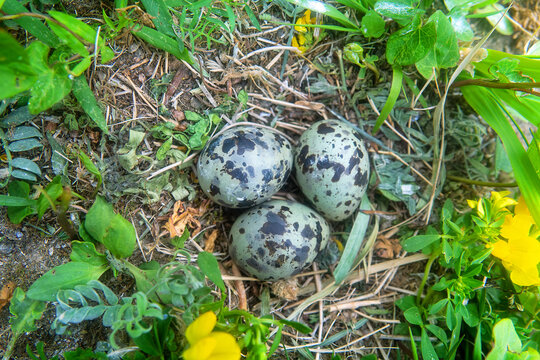 Common Tern (Sterna hirundo) nest, unusually colored eggs, sea meadow of island in eastern part of Gulf of Finland. Mixed land colony of gulls and terns.