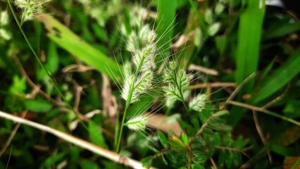 echinatus cynosurus is a species of weed that belongs to the Poaceae family. commonly known as dog s tail or fox tail or stargrass.
