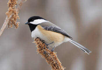 Fototapeta premium Black-capped Chickadee, Poecile atricapilla, cute