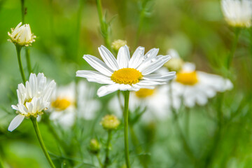 Chamomile flower with raindrops close-up on a natural background. Photo wallpaper, beautiful background, postcard