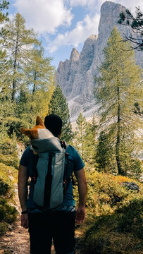 A 40-year-old man carries a corgi dog in a carrier behind his back in a backpack, Italian Dolomite Alps on a sunny day in summer