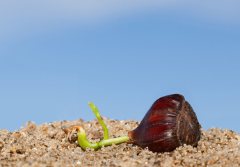 Sprouting Chestnut emerges from its seed casing.