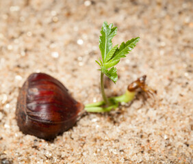 Young chestnut tree sprout
