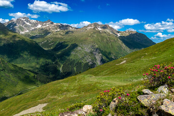 sunny day in the Austrian Alps with alpine roses (Verwall)