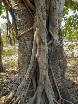 Banyan tree is the national tree of India.
(Ficus bengalensis)
