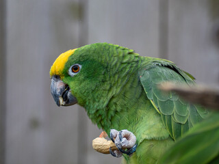Rocky Yellow Nape Amazon Parrot Headshot. Portrait of Amazona ochrocephala or yellow crowned parrot, Yellow Napped Parrot Perched on a Branch