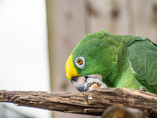 Rocky Yellow Nape Amazon Parrot Headshot. Portrait of Amazona ochrocephala or yellow crowned...