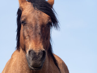 Wild Horse portrait in motion against beautiful sky, Close-up of the head of a beautiful brown...