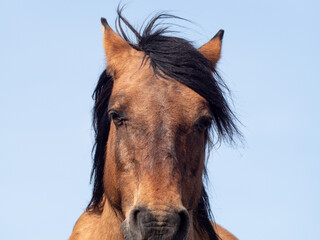 Wild Horse portrait in motion against beautiful sky, Close-up of the head of a beautiful brown...