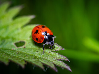Ladybug, red with black dots green plant leaf. A beautiful brightly colored insect crawling on a bush leaf on a sunny day.