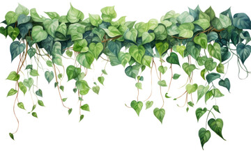 Obraz premium PNG Plant leaf vine ivy