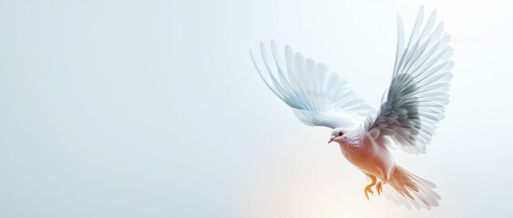 White dove in flight on a white background with freedom concept and international day of peace