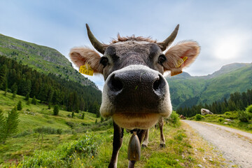 Lovely cow in the mountains (Alps)