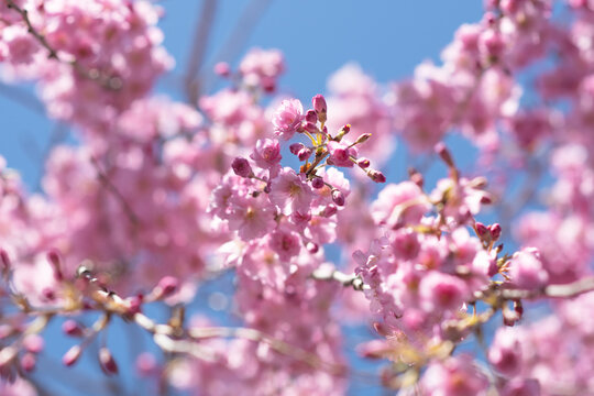 Bokeh Japanese cherry tree bloom, copy space spring background image, selective focus bright natural spring background