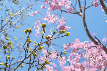 Japanese cherry tree bloom and early leafs blue sky , copy space spring background image bright exposure, natural backgrounds
