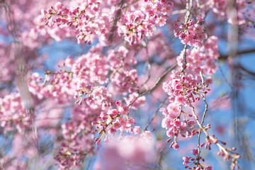 Japanese cherry tree bloom, copy space spring background image, selective focus bright natural spring background