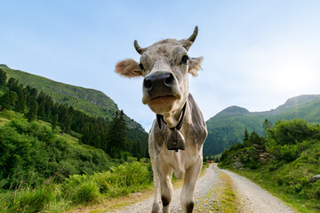 Lovely cow in the mountains (Alps)